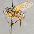  ( - CNC748133)  @13 [ ] No Rights Reserved (2077) Unspecified Canadian National Collection of Insects, Arachnids and Nematodes