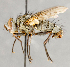  ( - CNC748138)  @14 [ ] No Rights Reserved (2082) Unspecified Canadian National Collection of Insects, Arachnids and Nematodes