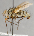  ( - CNC748139)  @14 [ ] No Rights Reserved (2083) Unspecified Canadian National Collection of Insects, Arachnids and Nematodes