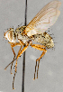  ( - CNC748140)  @11 [ ] No Rights Reserved (2084) Unspecified Canadian National Collection of Insects, Arachnids and Nematodes