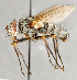  (Cryptomeigenia sp. GER2 - CNC748141)  @15 [ ] No Rights Reserved (2085) Unspecified Canadian National Collection of Insects, Arachnids and Nematodes