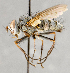  ( - CNC748142)  @14 [ ] No Rights Reserved (2086) Unspecified Canadian National Collection of Insects, Arachnids and Nematodes