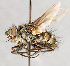  ( - CNC748144)  @13 [ ] No Rights Reserved (2088) Unspecified Canadian National Collection of Insects, Arachnids and Nematodes