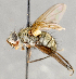  ( - CNC748146)  @13 [ ] No Rights Reserved (2090) Unspecified Canadian National Collection of Insects, Arachnids and Nematodes