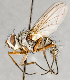  (Cryptomeigenia theutis - CNC748147)  @15 [ ] No Rights Reserved (2091) Unspecified Canadian National Collection of Insects, Arachnids and Nematodes