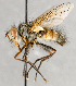  ( - CNC748148)  @14 [ ] No Rights Reserved (2092) Unspecified Canadian National Collection of Insects, Arachnids and Nematodes