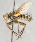  (Cryptomeigenia nigripes - CNC748149)  @15 [ ] No Rights Reserved (2093) Unspecified Canadian National Collection of Insects, Arachnids and Nematodes