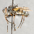  ( - CNC748150)  @13 [ ] No Rights Reserved (2094) Unspecified Canadian National Collection of Insects, Arachnids and Nematodes