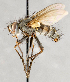  ( - CNC748151)  @11 [ ] No Rights Reserved (2095) Unspecified Canadian National Collection of Insects, Arachnids and Nematodes