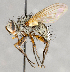  ( - CNC748152)  @14 [ ] No Rights Reserved (2096) Unspecified Canadian National Collection of Insects, Arachnids and Nematodes