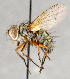  ( - CNC748153)  @14 [ ] No Rights Reserved (2097) Unspecified Canadian National Collection of Insects, Arachnids and Nematodes