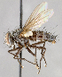  ( - CNC748168)  @11 [ ] Unspecified (default): All Rights Reserved (2017) Unspecified Canadian National Collection of Insects, Arachnids and Nematodes