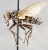  ( - CNC748169)  @11 [ ] Unspecified (default): All Rights Reserved (2017) Unspecified Canadian National Collection of Insects, Arachnids and Nematodes