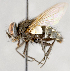  ( - CNC751500)  @11 [ ] No Rights Reserved (2017) Unspecified Canadian National Collection of Insects, Arachnids and Nematodes