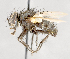  ( - CNC751512)  @11 [ ] No Rights Reserved (2017) Unspecified Canadian National Collection of Insects, Arachnids and Nematodes
