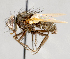  ( - CNC751513)  @11 [ ] No Rights Reserved (2017) Unspecified Canadian National Collection of Insects, Arachnids and Nematodes