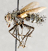  ( - CNC751516)  @11 [ ] No Rights Reserved (2017) Unspecified Canadian National Collection of Insects, Arachnids and Nematodes