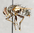  ( - CNC751529)  @11 [ ] No Rights Reserved (2017) Unspecified Canadian National Collection of Insects, Arachnids and Nematodes