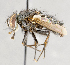  ( - CNC751534)  @11 [ ] No Rights Reserved (2017) Unspecified Canadian National Collection of Insects, Arachnids and Nematodes