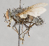  ( - CNC751535)  @11 [ ] No Rights Reserved (2017) Unspecified Canadian National Collection of Insects, Arachnids and Nematodes