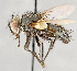  ( - CNC751537)  @14 [ ] No Rights Reserved (2017) Unspecified Canadian National Collection of Insects, Arachnids and Nematodes