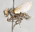  ( - CNC751538)  @11 [ ] No Rights Reserved (2017) Unspecified Canadian National Collection of Insects, Arachnids and Nematodes