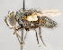  ( - CNC751539)  @11 [ ] No Rights Reserved (2017) Unspecified Canadian National Collection of Insects, Arachnids and Nematodes