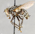 ( - CNC751541)  @13 [ ] No Rights Reserved (2017) Unspecified Canadian National Collection of Insects, Arachnids and Nematodes
