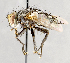  ( - CNC751542)  @13 [ ] No Rights Reserved (2017) Unspecified Canadian National Collection of Insects, Arachnids and Nematodes