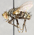  ( - CNC751544)  @11 [ ] No Rights Reserved (2017) Unspecified Canadian National Collection of Insects, Arachnids and Nematodes