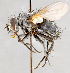  ( - CNC751567)  @13 [ ] No Rights Reserved (2017) Unspecified Canadian National Collection of Insects, Arachnids and Nematodes
