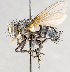  ( - CNC751568)  @13 [ ] No Rights Reserved (2017) Unspecified Canadian National Collection of Insects, Arachnids and Nematodes