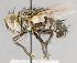  ( - CNC751599)  @13 [ ] No Rights Reserved (2017) Unspecified Canadian National Collection of Insects, Arachnids and Nematodes