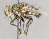  ( - CNC751600)  @14 [ ] No Rights Reserved (2017) Unspecified Canadian National Collection of Insects, Arachnids and Nematodes