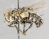  ( - CNC751602)  @14 [ ] No Rights Reserved (2017) Unspecified Canadian National Collection of Insects, Arachnids and Nematodes