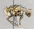  ( - CNC751604)  @14 [ ] No Rights Reserved (2017) Unspecified Canadian National Collection of Insects, Arachnids and Nematodes