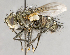  ( - CNC751624)  @14 [ ] No Rights Reserved (2017) Unspecified Canadian National Collection of Insects, Arachnids and Nematodes