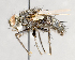  ( - CNC751670)  @11 [ ] No Rights Reserved (2017) Unspecified Canadian National Collection of Insects, Arachnids and Nematodes