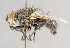  ( - CNC751671)  @11 [ ] No Rights Reserved (2017) Unspecified Canadian National Collection of Insects, Arachnids and Nematodes