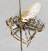  ( - CNC751676)  @14 [ ] No Rights Reserved (2017) Unspecified Canadian National Collection of Insects, Arachnids and Nematodes