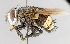  (Belvosia bifasciata - CNC751681)  @14 [ ] No Rights Reserved (2017) Unspecified Canadian National Collection of Insects, Arachnids and Nematodes
