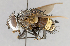  ( - CNC751682)  @14 [ ] No Rights Reserved (2017) Unspecified Canadian National Collection of Insects, Arachnids and Nematodes
