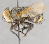  ( - CNC751684)  @13 [ ] No Rights Reserved (2017) Unspecified Canadian National Collection of Insects, Arachnids and Nematodes