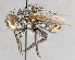  ( - CNC751686)  @12 [ ] No Rights Reserved (2017) Unspecified Canadian National Collection of Insects, Arachnids and Nematodes
