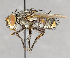  ( - CNC751687)  @11 [ ] No Rights Reserved (2017) Unspecified Canadian National Collection of Insects, Arachnids and Nematodes