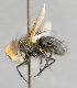  ( - CNC751699)  @11 [ ] No Rights Reserved (2026) Unspecified Canadian National Collection of Insects, Arachnids and Nematodes