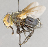  ( - CNC751700)  @11 [ ] No Rights Reserved (2027) Unspecified Canadian National Collection of Insects, Arachnids and Nematodes