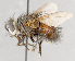  ( - CNC751710)  @13 [ ] No Rights Reserved (2037) Unspecified Canadian National Collection of Insects, Arachnids and Nematodes