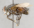  ( - CNC751711)  @11 [ ] No Rights Reserved (2038) Unspecified Canadian National Collection of Insects, Arachnids and Nematodes