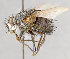  ( - CNC751713)  @11 [ ] No Rights Reserved (2040) Unspecified Canadian National Collection of Insects, Arachnids and Nematodes